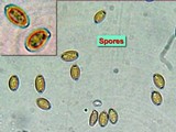 Agrocybe molesta image