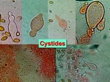 Agrocybe molesta image