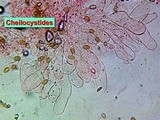 Agrocybe molesta image