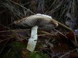 Stropharia caerulea image