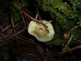 Stropharia caerulea image