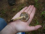 Hemistropharia albocrenulata image