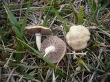 Stropharia pseudocyanea image