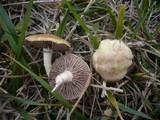 Stropharia pseudocyanea image
