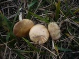 Stropharia pseudocyanea image
