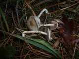 Stropharia pseudocyanea image