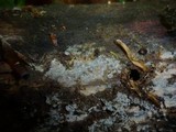 Subulicystidium longisporum image