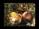 Suillus mediterraneensis image