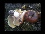 Suillus mediterraneensis image