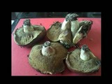 Suillus mediterraneensis image