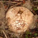 Scleroderma areolatum image