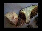 Suillus mediterraneensis image