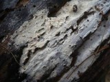 Subulicystidium longisporum image