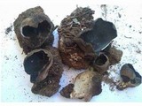 Helvella leucomelaena image