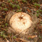 Scleroderma areolatum image