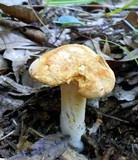 Hydnum umbilicatum image