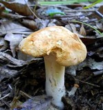 Hydnum umbilicatum image