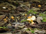 Chrysomphalina aurantiaca image