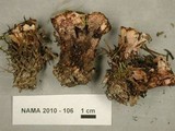 Hydnellum peckii image