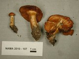 Cortinarius renidens image