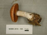 Cortinarius bivelus image