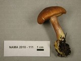 Tricholomopsis rutilans image