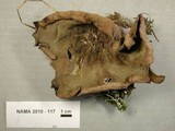 Peziza phyllogena image