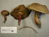 Boletus chrysenteron image