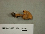 Cystoderma amianthinum image