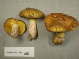 Suillus pseudobrevipes image