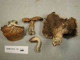 Sarcodon calvatus image