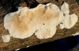 Byssomerulius corium image