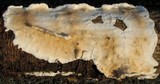 Byssomerulius corium image