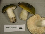 Russula aeruginea image