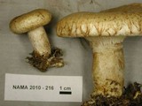 Lactarius scrobiculatus image