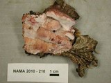 Leptoporus mollis image