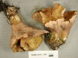 Gomphus clavatus image