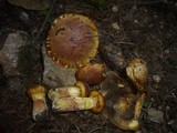 Suillus bresadolae image