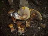 Suillus bresadolae image
