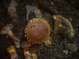 Suillus bresadolae image