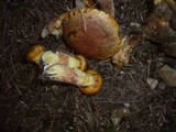 Suillus bresadolae image