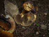 Suillus bresadolae image
