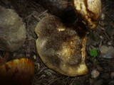 Suillus bresadolae image