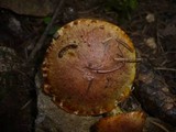 Suillus bresadolae image