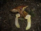 Suillus bresadolae image