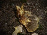 Suillus bresadolae image