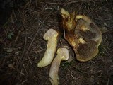Suillus bresadolae image