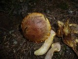 Suillus bresadolae image
