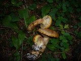 Suillus bresadolae image