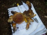 Suillus bresadolae image